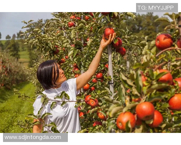 果园的四季变化与果树栽培技术的创新探索与实践